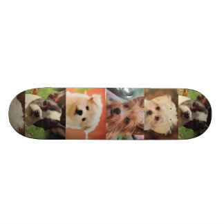 Skate do cão