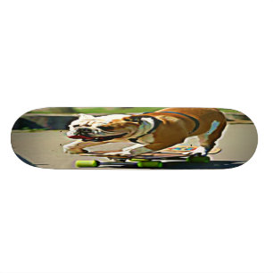 Skate do cão do patinador