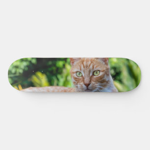 Skate Doce gatinho