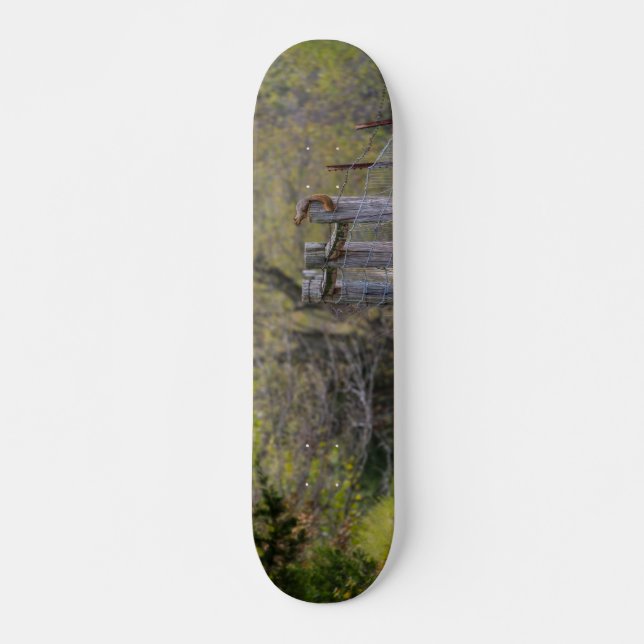 Skate Dose de cerca de esquilo (Frente)