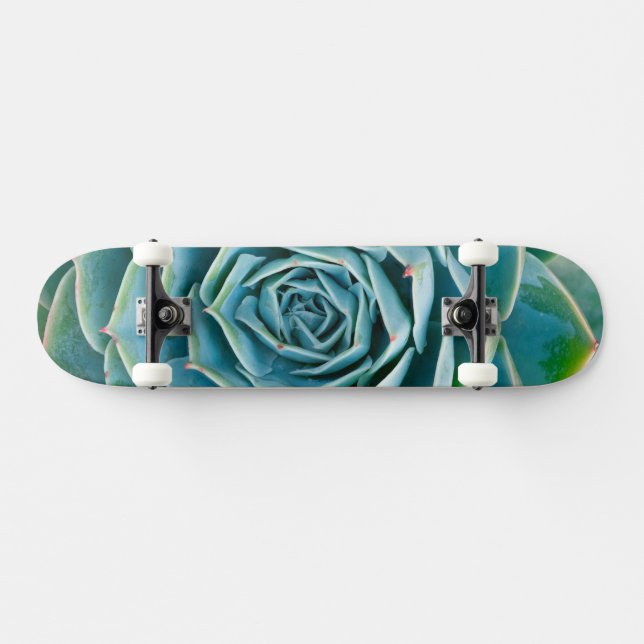 Skate Echeveria Roseta, Jardim Secreto de Marrakech (Horz)