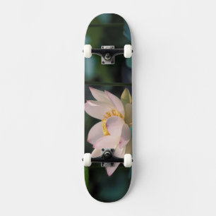 Skate Flor de lótus em flor, China
