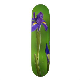 Skate Flores Iris
