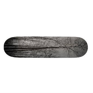 Skate Floresta das árvores