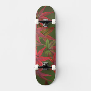 Skate Folhas de bordo, Katsura, Kyoto, Japão
