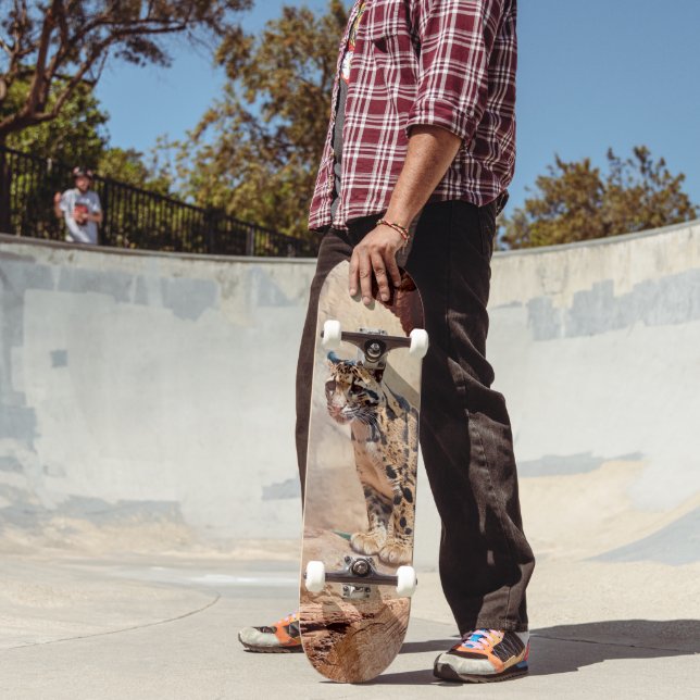 Skate foto-leopardo nublada natureza vida selvagem exóti (Ao ar livre 2)