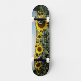 Skate França Provença, Vista de campo de girassóis