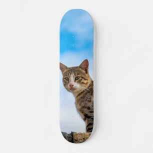Skate Gato na parede