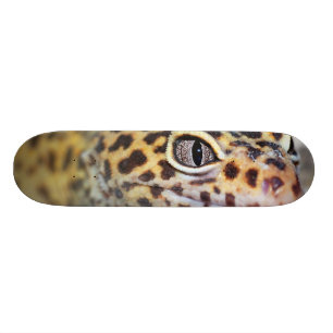 Skate geco do leopardo