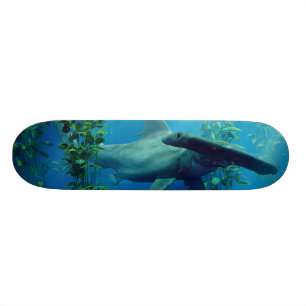 Skate Hammerhead