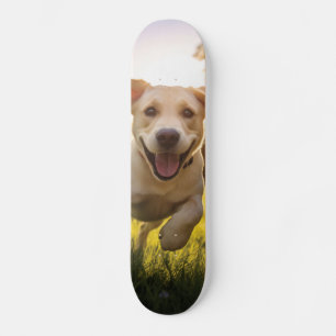 Skate Happy Labrador Puppy em execução