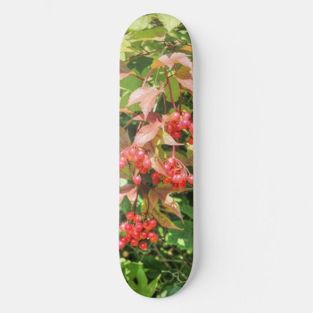 Skate Highbush Cranberry (Frente)