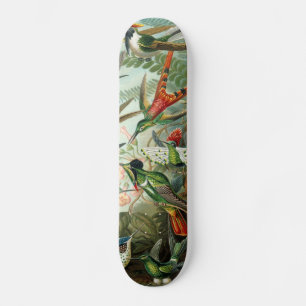 Skate Ilustração científica de aves-beija-flores