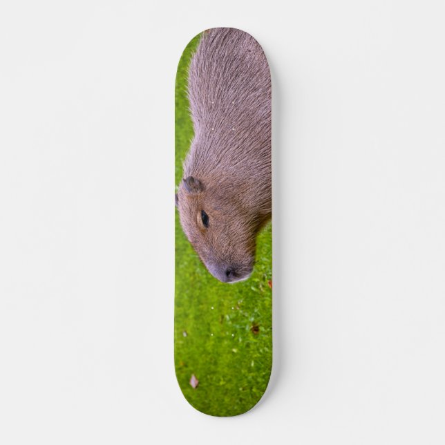 Skate Incrível Animal Capivara (Frente)