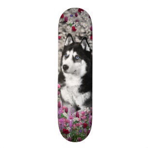 Skate Irie o rouco Siberian nas flores
