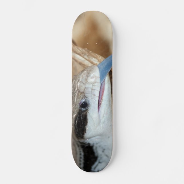 Skate Lagarto da língua azul (Frente)