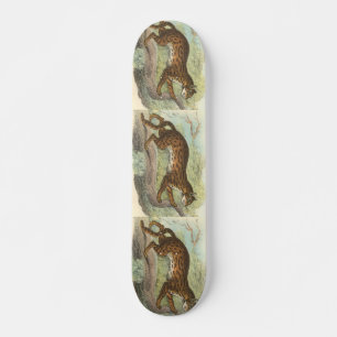Skate Leopardo-Gato, bengalensis do Felis