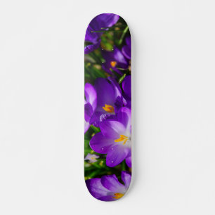 Skate Lilac Crocuses