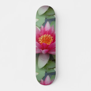 Skate Lily Lily De Água De Lotus Rosa