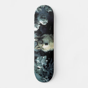 Skate Lobo de madeira norte-americano na neve