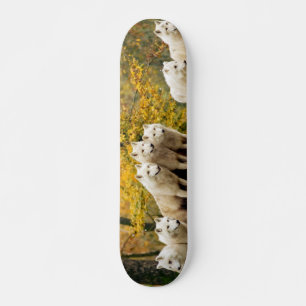 Skate Lobos Brancos do Alasca na floresta