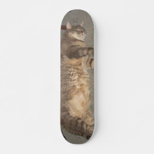 Skate O conselho de FatCat