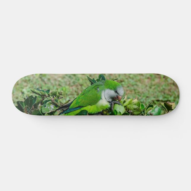 Skate Papagaio verde (Horz)