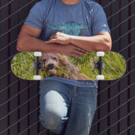 Skate Pastagem de filhotes cinzentos no Alasca