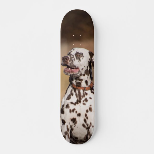 Skate Patineta Perro Dálmata Sentado Al Aire Libre (Frente)