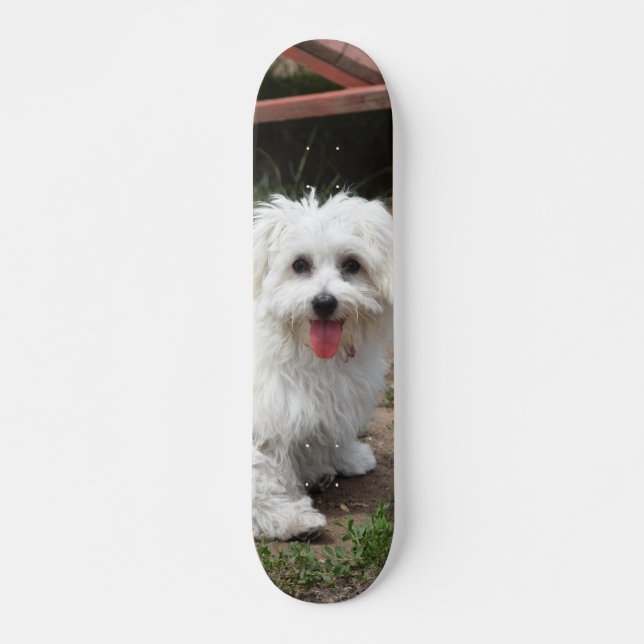 Skate Patineta Perro Pequeño Blanco Y Peludo (Frente)