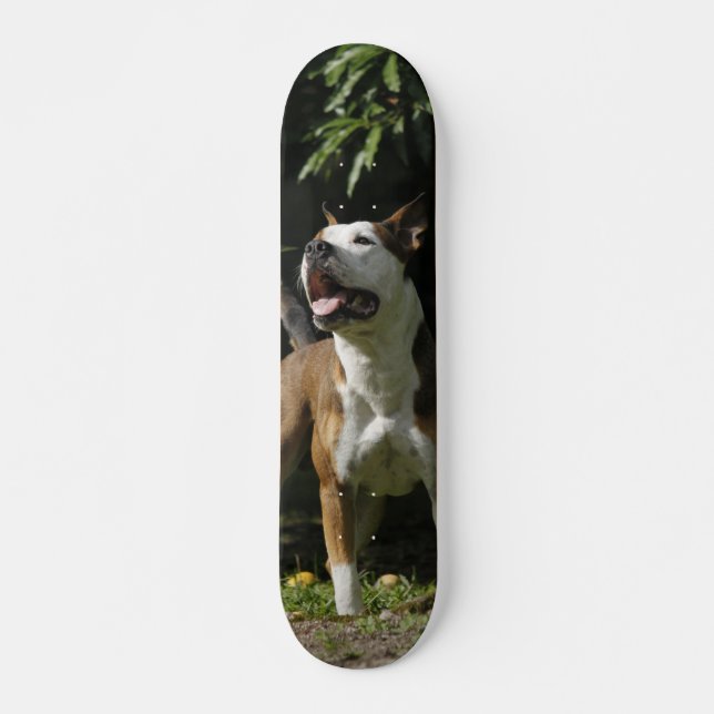 Skate Patineta Pitbull Marrón Y Blanco Observando (Frente)