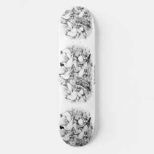 Skate Pigeons de Tumbler de faces curtas
