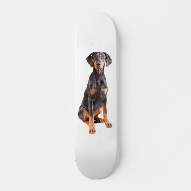 Skate pinscher bonito do doberman (Frente)