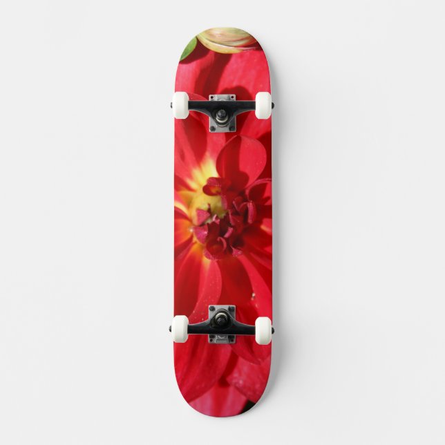 Skate Ruby Red Dahlia Flower (Frente)