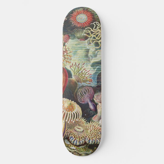 Skate Sea Anemone Scientific Nature Ocean (Frente)