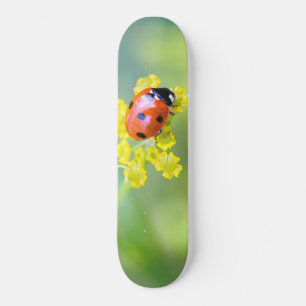 Skate senhora no topo