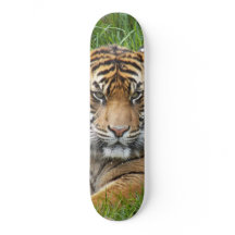 Sumatran Tiger Wildlife Photo