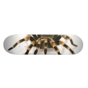 Skate Tarantula