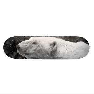 Skate Urso polar calmo