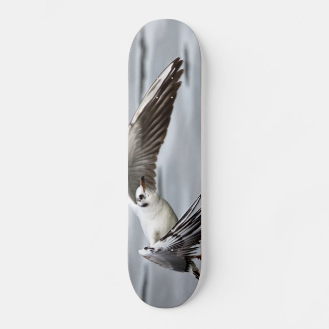 Skate Voo Aviano do Seagull (Frente)