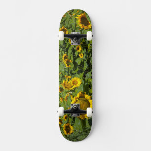 Skate WA, Condado de Kittitas, Campo de Girassóis