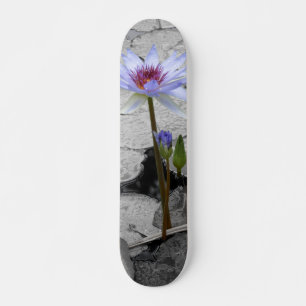 Skate Water Lily Beauty