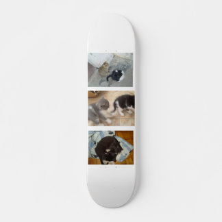Skateboard Cat