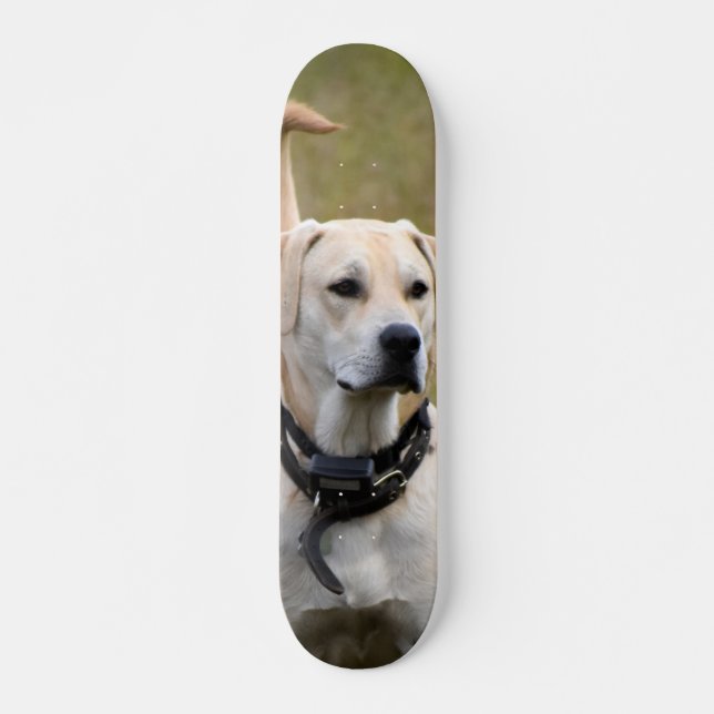 Skateboard Perro Labrador con collar vigilando  (Frente)