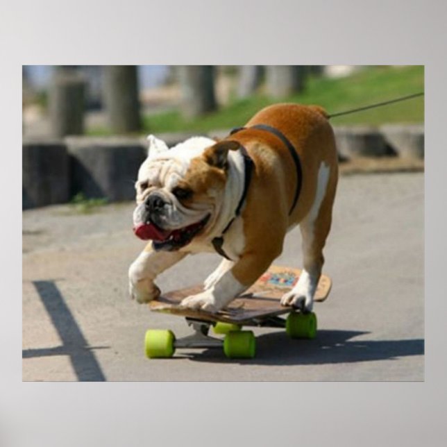 Skater Dog Poster (Frente)