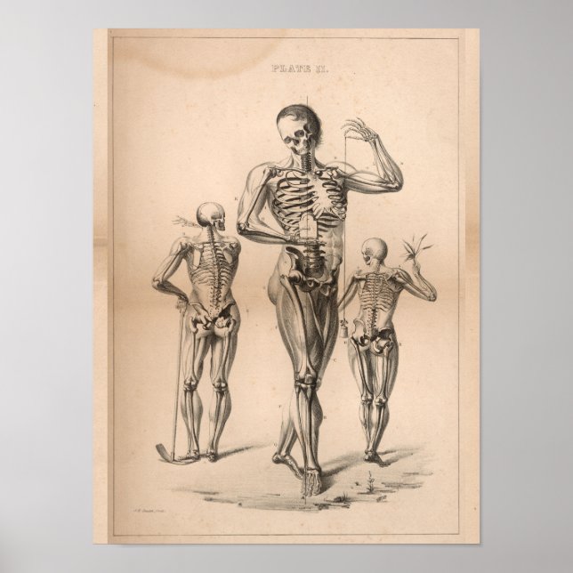 Skeleton humano Anatomia da imagem Impressão 1827 (Frente)