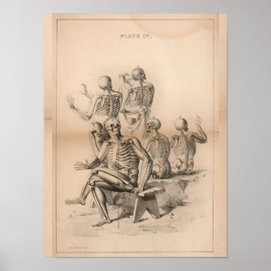 Skeletons Humanos Anatomia por enxerto Impressão 1