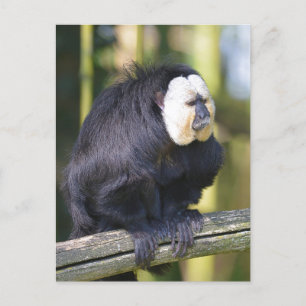 Ski branco no cartão postal