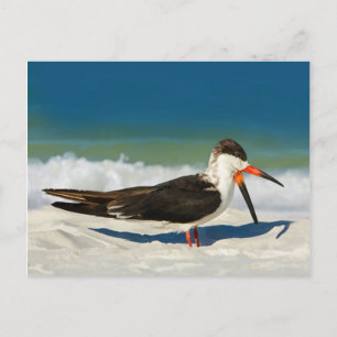 Skimmer Bird no cartão postal da praia