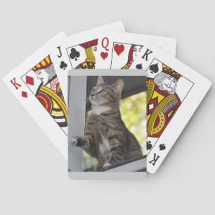 Skittles As Cartas de Baralho do Gato